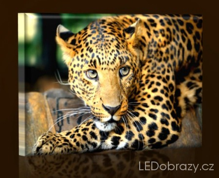 Gepard