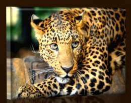 Gepard